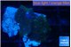 Rhodactis dark blue 3 polyps WYSIWYG acclimaté