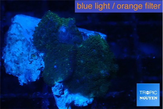 Rhodactis dark blue 3 polyps WYSIWYG acclimaté