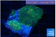 Rhodactis green gold 2-3 polyps WYSIWYG acclimaté