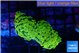 Euphyllia paraancora golden 4-7 cm WYSIWYG acclimaté