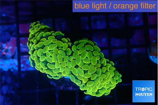 Euphyllia paraancora golden 4-7 cm WYSIWYG acclimaté