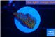 Montipora red fire forest 1-2 cm WYSIWYG acclimaté