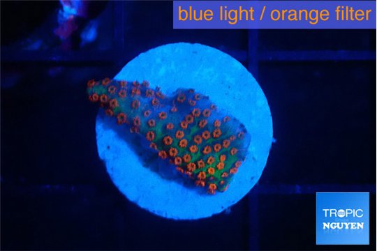 Montipora red fire forest 1-2 cm WYSIWYG acclimaté