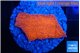 Montipora red cap 2-3 cm WYSIWYG acclimaté