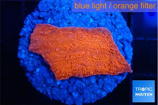 Montipora red cap 2-3 cm WYSIWYG acclimaté