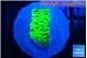 Montipora green 1-2 cm WYSIWYG acclimaté