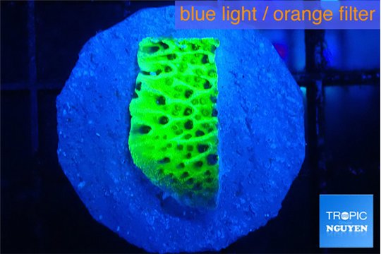 Montipora green 1-2 cm WYSIWYG acclimaté