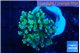 Euphyllia paradivisa green sunset 3-5 cm WYSIWYG acclimaté