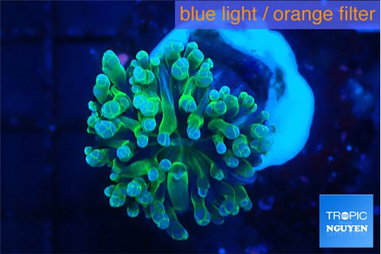 Euphyllia paradivisa green sunset 3-5 cm WYSIWYG acclimaté