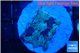 Favia purple blue 2-3 cm WYSIWYG acclimaté