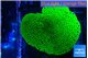Montipora green 4-6 cm WYSIWYG acclimaté