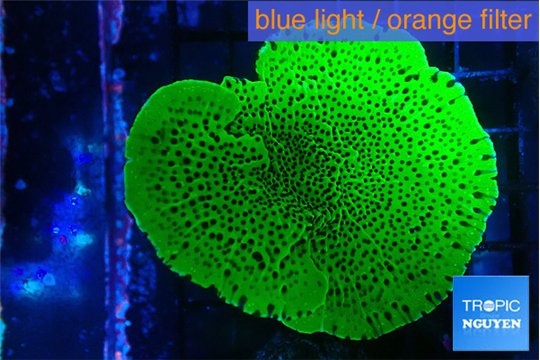 Montipora green 4-6 cm WYSIWYG acclimaté