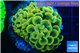Euphyllia paraancora electro 3-5 cm WYSIWYG acclimaté