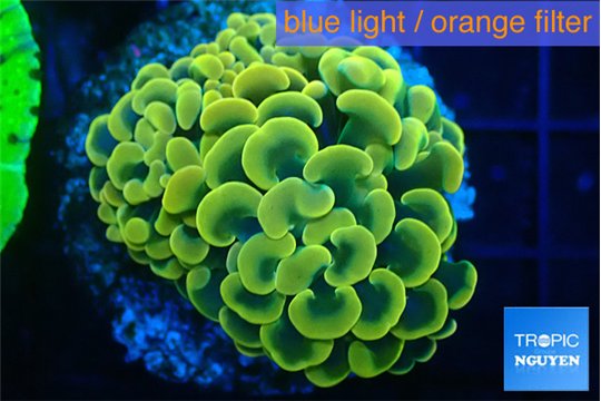 Euphyllia paraancora electro 3-5 cm WYSIWYG acclimaté