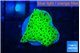 Montipora green 1-2 cm WYSIWYG acclimaté
