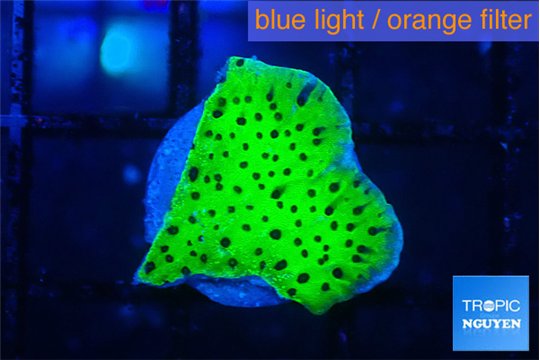 Montipora green 1-2 cm WYSIWYG acclimaté