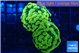 Euphyllia paraancora electro 4-7 cm WYSIWYG acclimaté