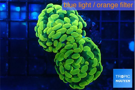 Euphyllia paraancora electro 4-7 cm WYSIWYG acclimaté