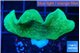 Pavona cactus green 2-3 cm WYSIWYG acclimaté