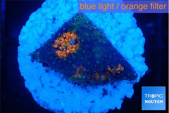 Acanthastrea eruption 2 cm WYSIWYG acclimaté
