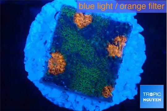 Acanthastrea eruption 2 cm WYSIWYG acclimaté