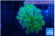 Euphyllia paradivisa green purple 3-6 cm WYSIWYG acclimaté