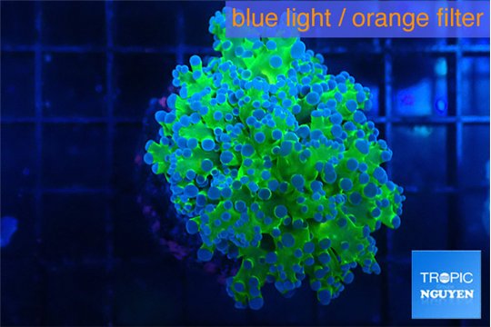 Euphyllia paradivisa green purple 3-6 cm WYSIWYG acclimaté