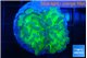 Euphyllia paraancora tango punch 3-6 cm WYSIWYG acclimaté