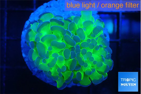 Euphyllia paraancora tango punch 3-6 cm WYSIWYG acclimaté