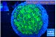 Euphyllia paraancora tango punch 3-5 cm WYSIWYG acclimaté
