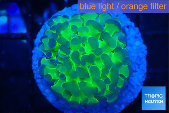 Euphyllia paraancora tango punch 3-5 cm WYSIWYG acclimaté