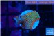 Montipora red fire forest 1-2 cm WYSIWYG acclimaté