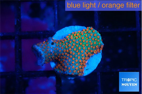 Montipora red fire forest 1-2 cm WYSIWYG acclimaté