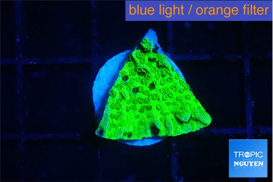 Montipora green 1-2 cm WYSIWYG acclimaté