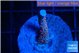 Montipora red fire forest 2-3 cm WYSIWYG acclimaté