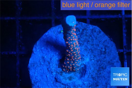 Montipora red fire forest 2-3 cm WYSIWYG acclimaté