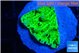 Montipora green 2-3 cm WYSIWYG acclimaté