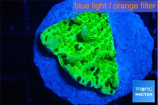 Montipora green 2-3 cm WYSIWYG acclimaté
