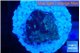 Favia purple blue 1-2 cm WYSIWYG acclimaté