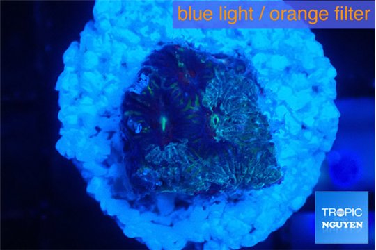 Favia purple blue 1-2 cm WYSIWYG acclimaté