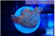 Montipora red fire forest 1-2 cm WYSIWYG acclimaté