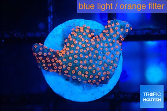 Montipora red fire forest 1-2 cm WYSIWYG acclimaté