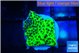 Montipora green 1-2 cm WYSIWYG acclimaté