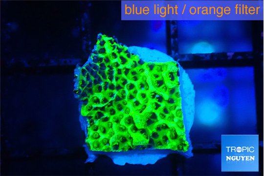 Montipora green 1-2 cm WYSIWYG acclimaté