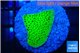 Montipora green 2-3 cm WYSIWYG acclimaté