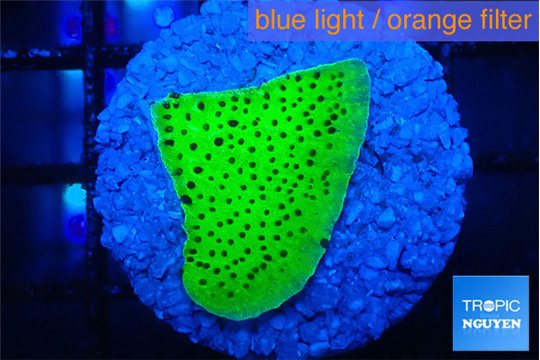 Montipora green 2-3 cm WYSIWYG acclimaté