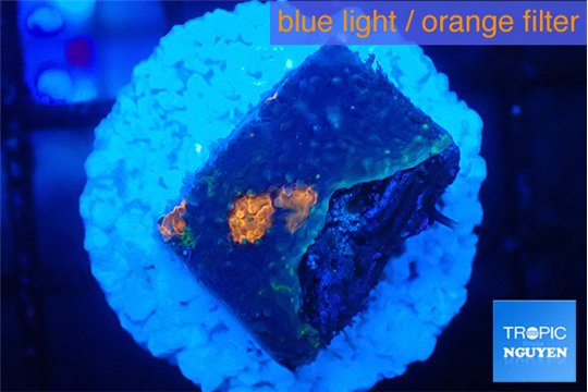 Acanthastrea eruption 2 cm WYSIWYG acclimaté