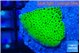 Montipora green 2-3 cm WYSIWYG acclimaté