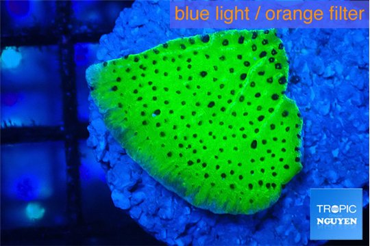 Montipora green 2-3 cm WYSIWYG acclimaté