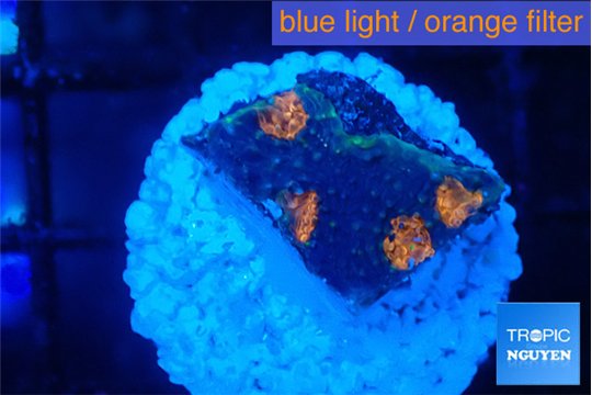 Acanthastrea eruption 2 cm WYSIWYG acclimaté